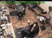 wbc17_080