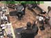 wbc17_081