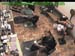 wbc17_082