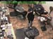 wbc17_084