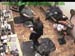 wbc17_085