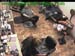 wbc17_086
