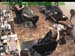 wbc17_089