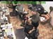 wbc17_091