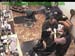 wbc17_103