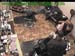 wbc17_115