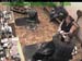wbc17_130