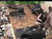 wbc17_131