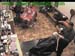 wbc17_134