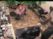 wbc17_135