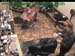 wbc17_136