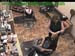 wbc17_139