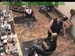 wbc17_142
