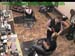 wbc17_145