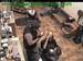 wbc17_166