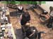 wbc17_168