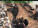 wbc17_178