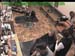 wbc18_006