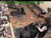 wbc18_009