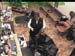 wbc18_011