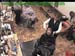 wbc18_033