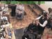 wbc18_034