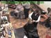 wbc18_039