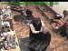wbc18_072
