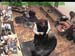 wbc18_076