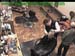 wbc18_079