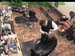 wbc18_080