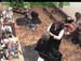 wbc18_087