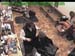 wbc18_102