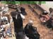 wbc18_119