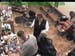 wbc18_123