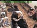 wbc18_124