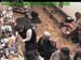 wbc18_126