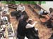 wbc18_153