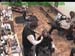 wbc18_161