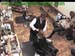 wbc18_171