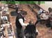 wbc18_173